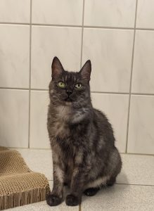 Zu sehen ist die schwarz-silberne Katze Oma