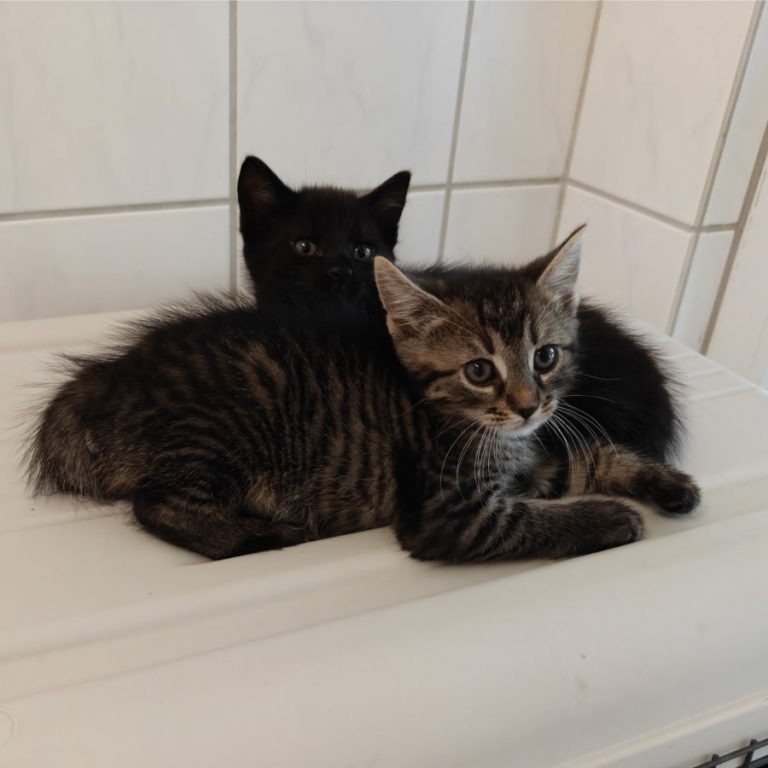 Zu sehen sind die getigerten und schwarzen Kitten von Oma