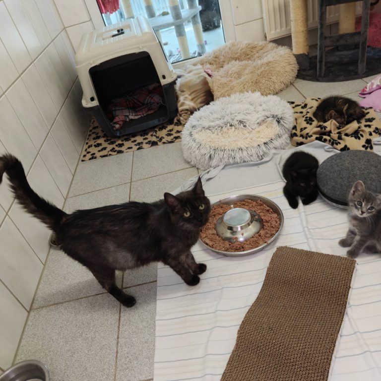 Zu sehen sind die getigerten und schwarzen Kitten von Oma