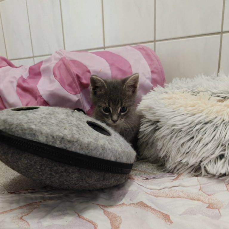 Zu sehen sind die getigerten und schwarzen Kitten von Oma