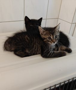 Zu sehen sind die getigerten und schwarzen Kitten von Oma