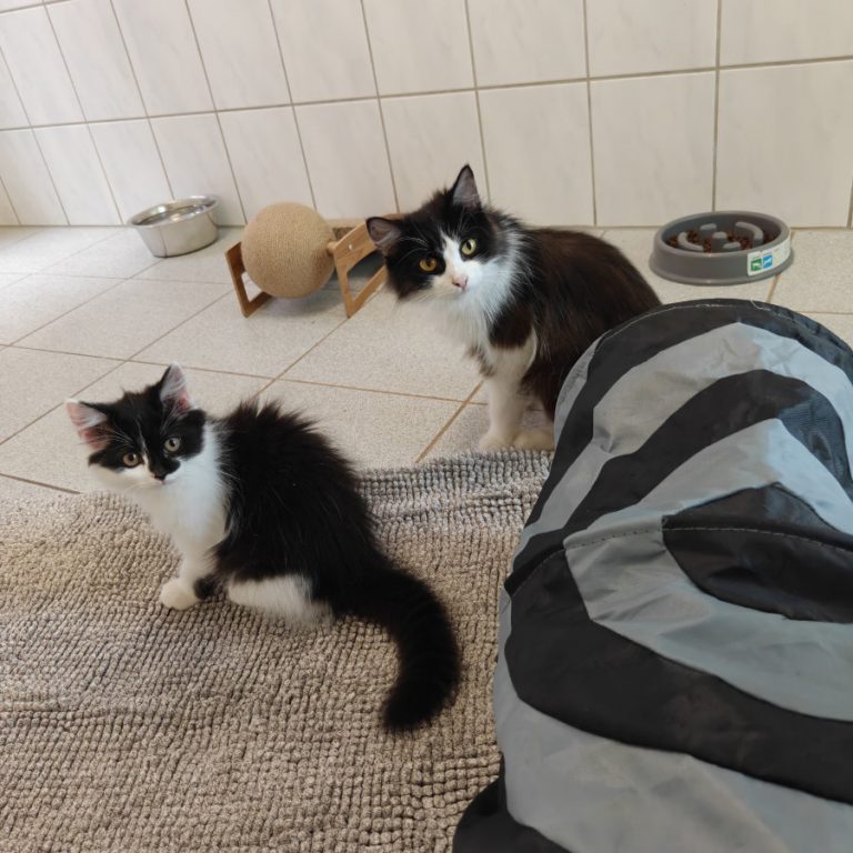 Zu sehen ist die schwarz-weiße Langhaarkatze Pina Colada