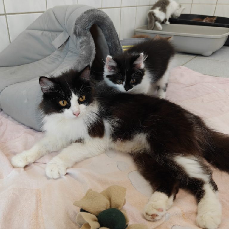 Zu sehen ist die schwarz-weiße Langhaarkatze Pina Colada