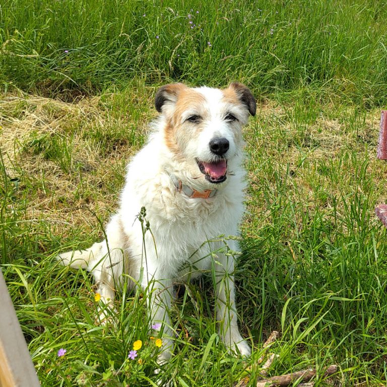 Zu sehen ist der weiß-braune Mischling Pippin aus Rumänien