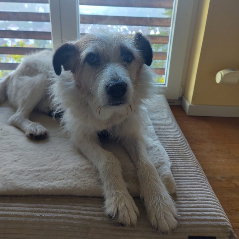 Zu sehen ist der weiß-braune Mischling Pippin aus Rumänien