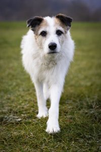 Zu sehen ist der wei&szlig;-braune Mischling Pippin aus Rum&auml;nien