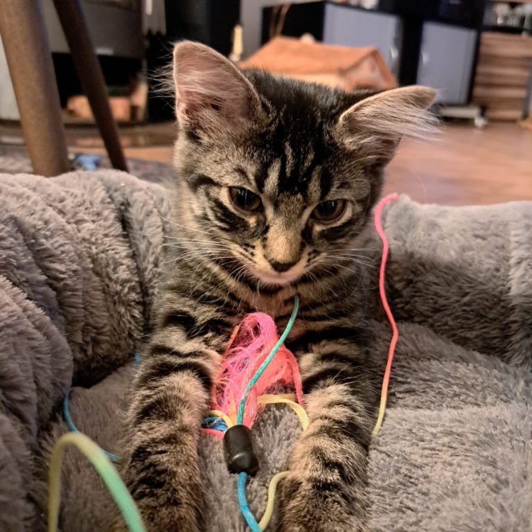 Zu sehen sind die beiden getigerten Katzen Puma und Taiga