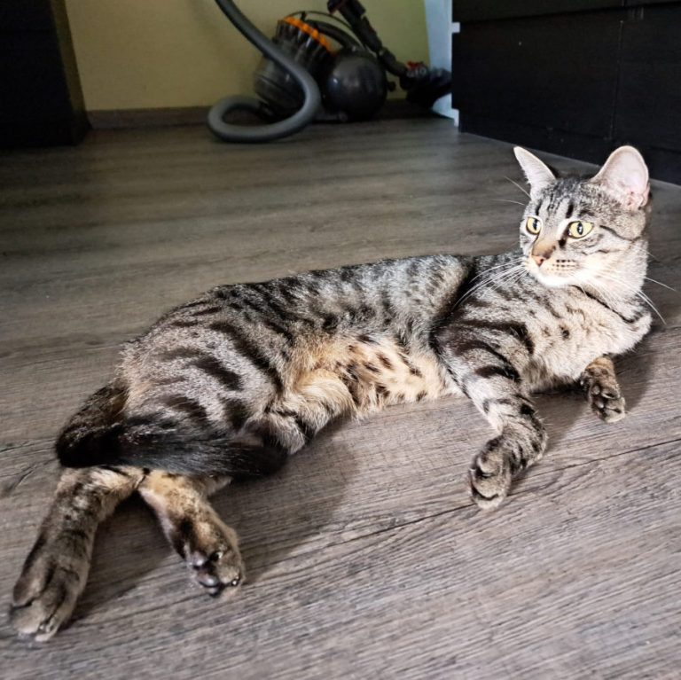 Zu sehen sind die beiden getigerten Katzen Puma und Taiga