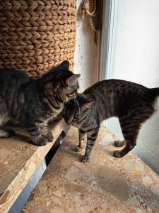 Zu sehen sind die beiden getigerten Katzen Puma und Taiga