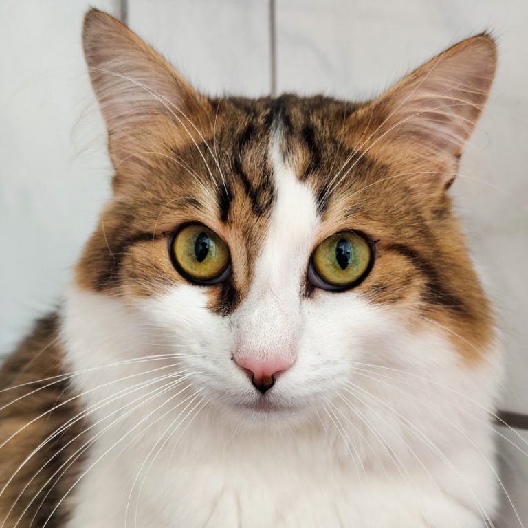 Zu sehen ist der Kater Richie