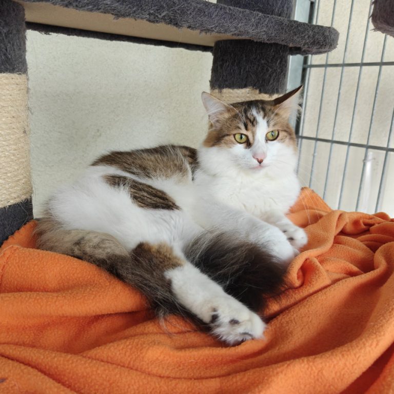 Zu sehen ist der Kater Richie