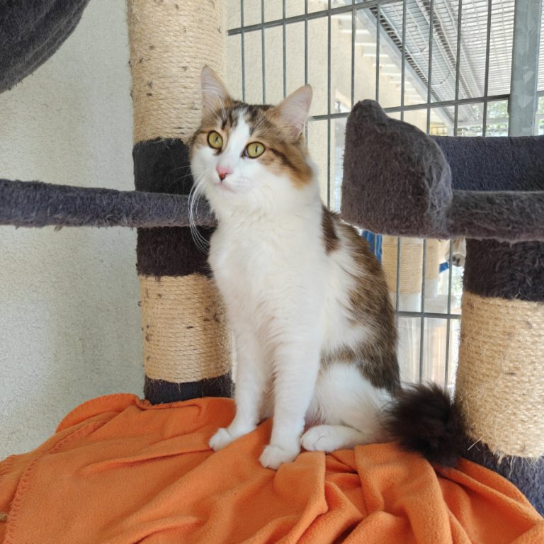 Zu sehen ist der Kater Richie