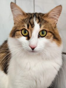 Zu sehen ist der Kater Richie