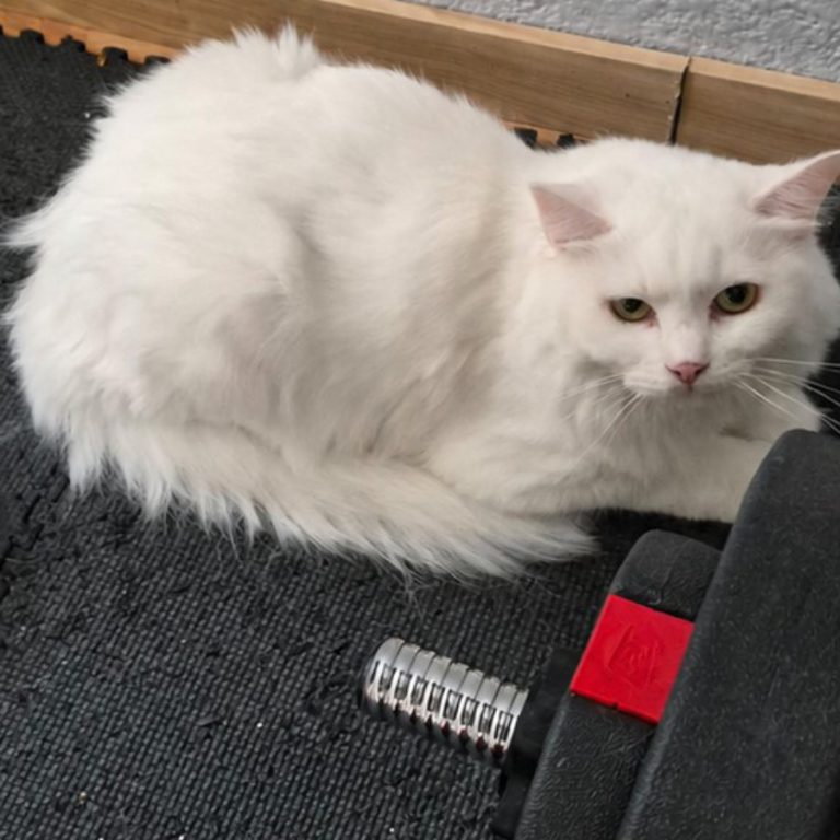 Zu sehen ist der weiße langhaar-Kater Sammy