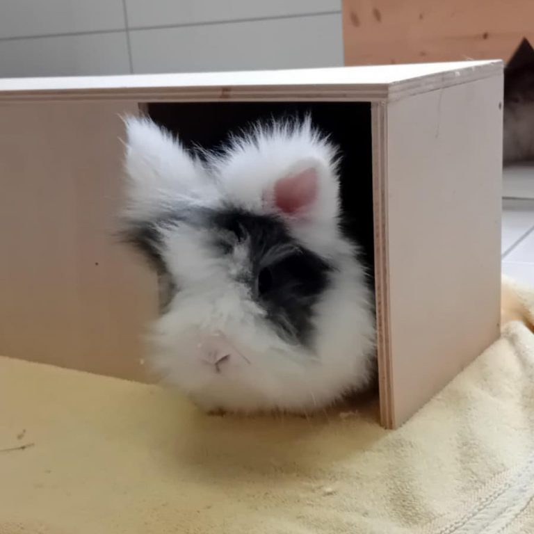 Zu sehen ist der dreifarbige Löwenkopfmix Simba