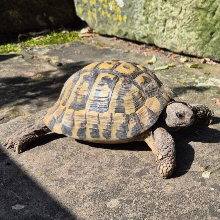 Zu sehen ist die griechische Landschildkröte Willi