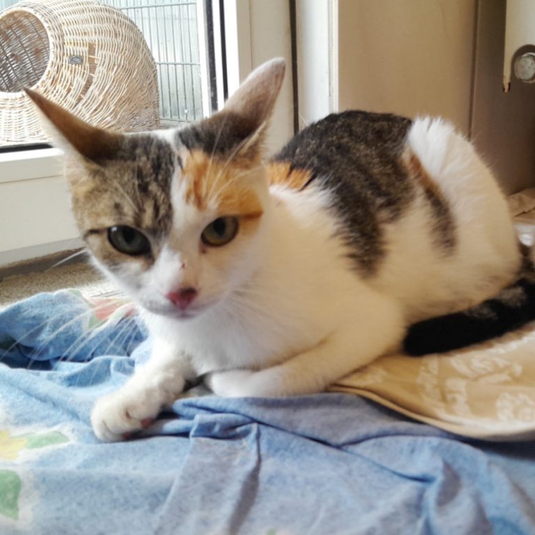 Zu sehen ist die dreifarbige Katze Fanta