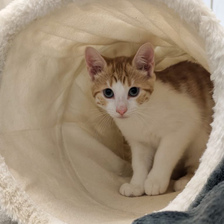 Zu sehen sind die Kitten von Fanta. Diese sind rot getigert mit weiß.