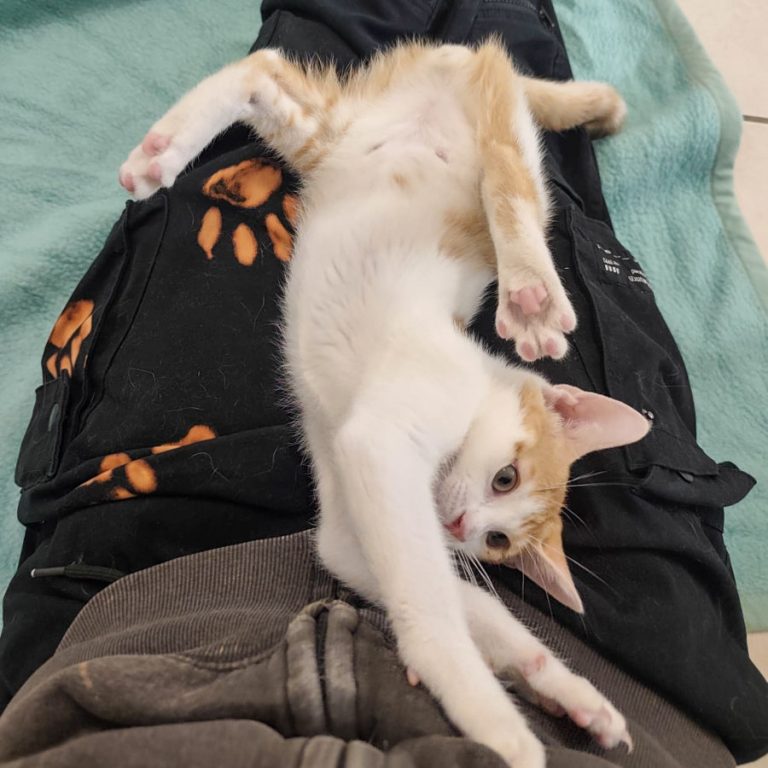Zu sehen sind die Kitten von Fanta. Diese sind rot getigert mit weiß.