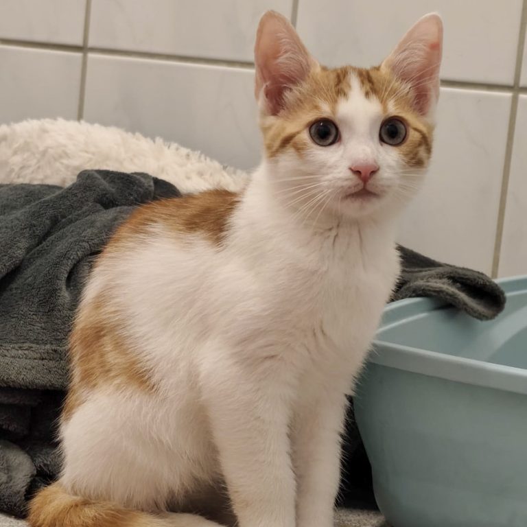 Zu sehen sind die Kitten von Fanta. Diese sind rot getigert mit weiß.