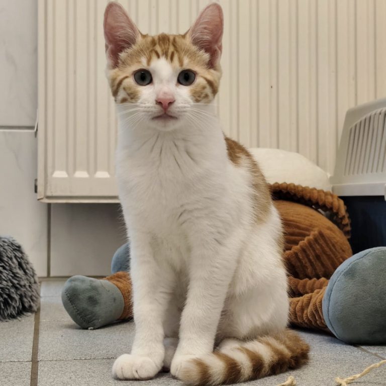 Zu sehen sind die Kitten von Fanta. Diese sind rot getigert mit weiß.