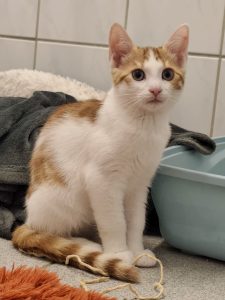 Zu sehen sind die Kitten von Fanta. Diese sind rot getigert mit wei&szlig;.