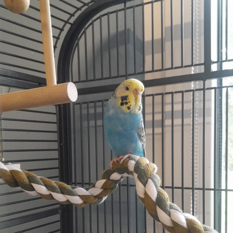 Zu sehen ist die blaue Wellensittich-Dame Jahna