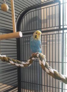 Zu sehen ist die blaue Wellensittich-Dame Jahna