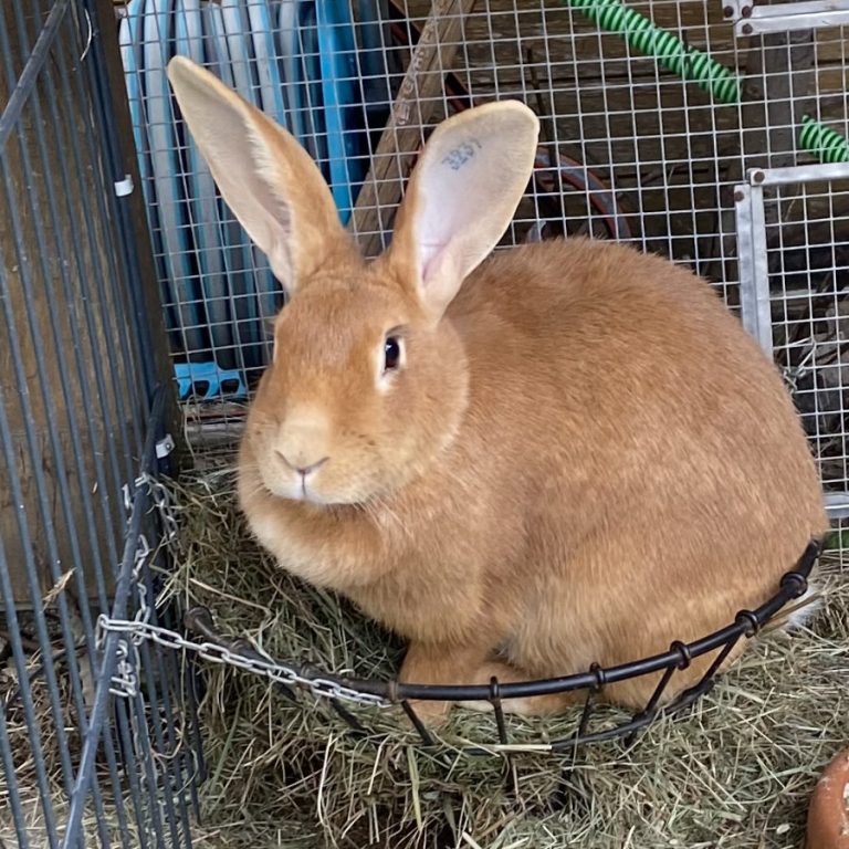 Zu sehen ist das braune Burgunderkaninchen Mäuschen