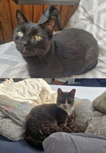 Zu sehen sind die beiden Kater Odin & Loki.