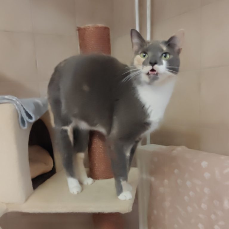 Zu sehen ist die tricolor Katze Rheika