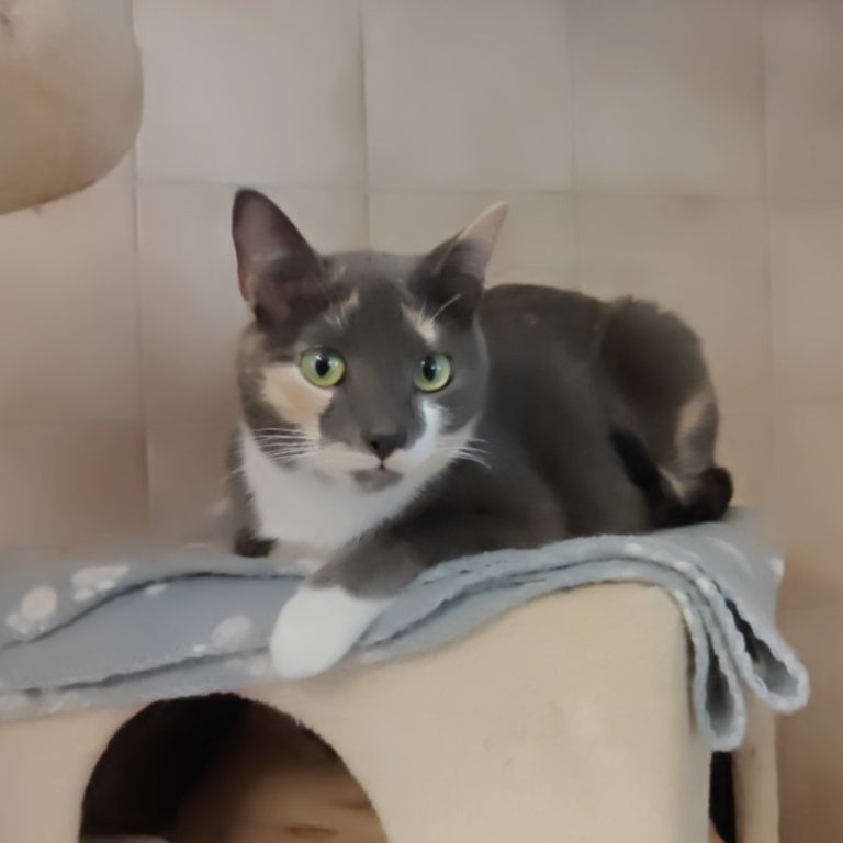 Zu sehen ist die tricolor Katze Rheika