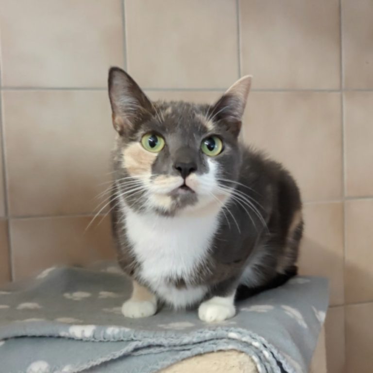 Zu sehen ist die tricolor Katze Rheika