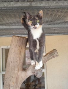 Zu sehen ist die tricolor Katze Rheika