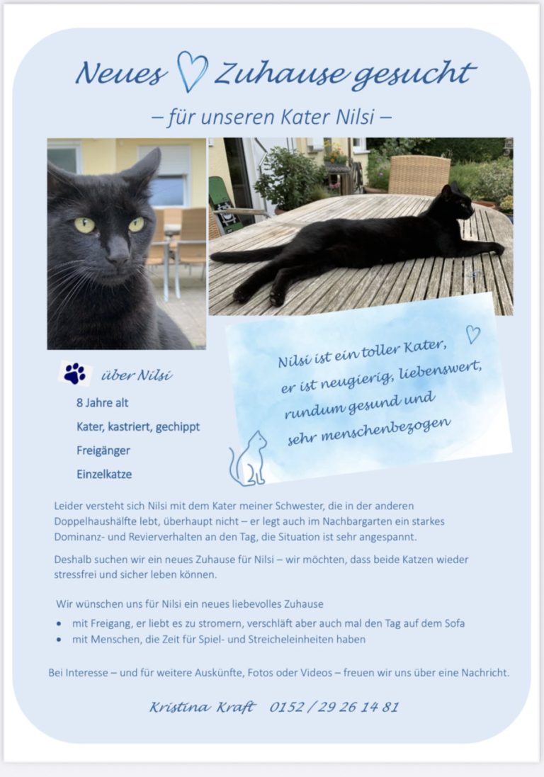 Zu sehen ist der schwarze Kater Nilsi