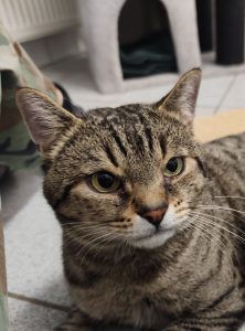 Zu sehen ist der getigerte Kater Hank