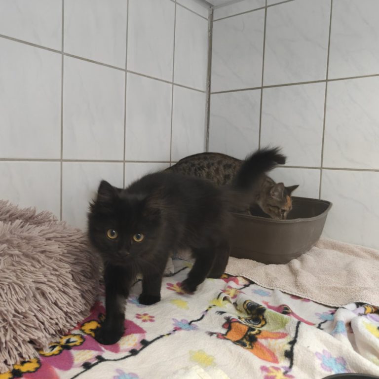 Zu sehen ist die kleine schwarze Langhaarkatze Kaba