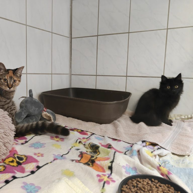 Zu sehen ist die kleine schwarze Langhaarkatze Kaba
