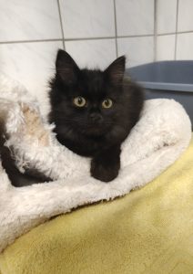 Zu sehen ist die kleine schwarze Langhaarkatze Kaba