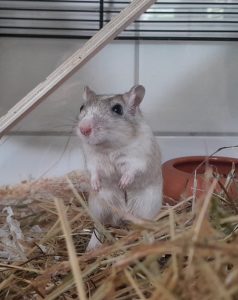Zu sehen sind W&uuml;stenrennm&auml;use