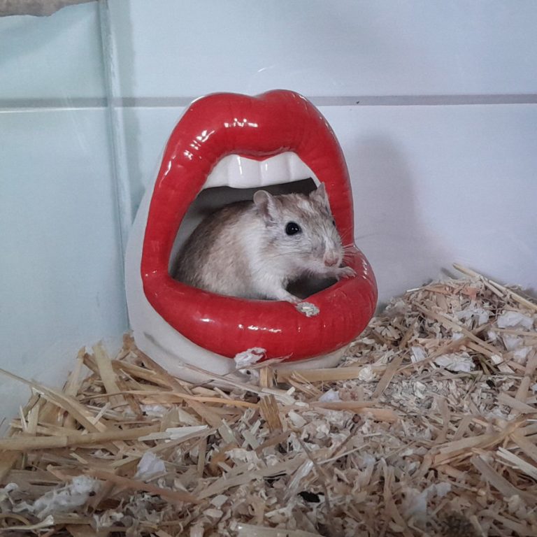 Zu sehen sind Wüstenrennmäuse