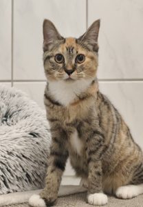 Zu sehen ist die dreifarbige Katze Melissa