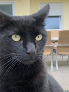 Zu sehen ist der schwarze Kater Nilsi