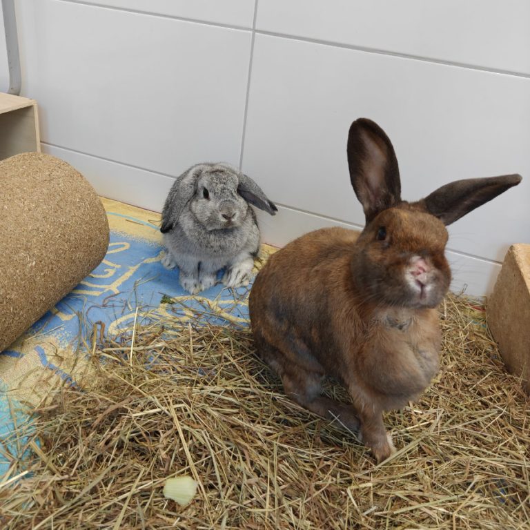 Zu sehen sind Rocky, braun, Zwergkaninchen. Und Adrian, grau, Widder.