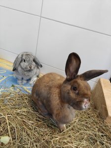 Zu sehen sind Rocky, braun, Zwergkaninchen. Und Adrian, grau, Widder.