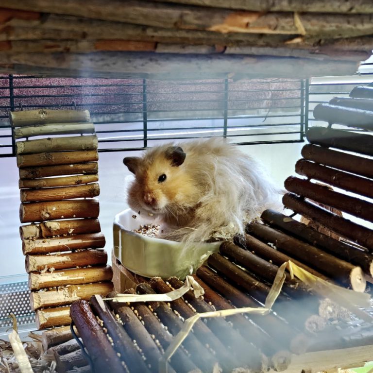 Zu sehen ist der Goldhamster Teddy