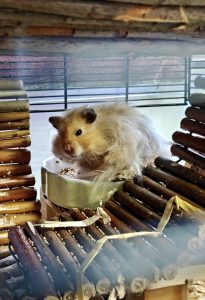 Zu sehen ist der Goldhamster Teddy